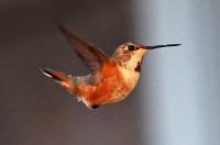 Rufous hummingbird.