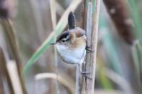 Marsh wren.