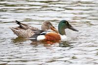 Northern shoveler.