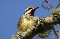 Yellow-bellied sapsucker.