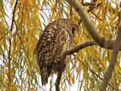 Barred owl.