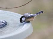 Black-capped chickadee.