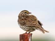 Savannah sparrow.
