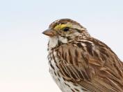 Savannah sparrow.