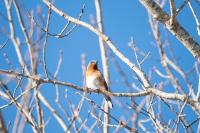 An Eastern Bluebird seen on Jow Walker road.