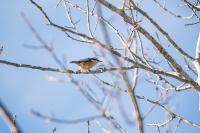 A Red-Breasted Nuthatch hops along a branch.