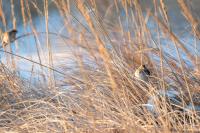 Savannah Sparrows in the dunes at Long Point.