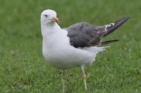 Lesser black-backed gull.