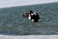 Barrows goldeneye.