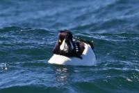 Barrows goldeneye.