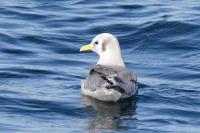 Black-legged kittiwake.