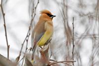 Cedar waxwing.