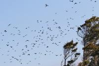 Fish crows.