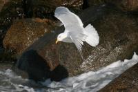 Iceland gull.