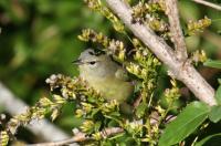 Orange-crowned warbler.